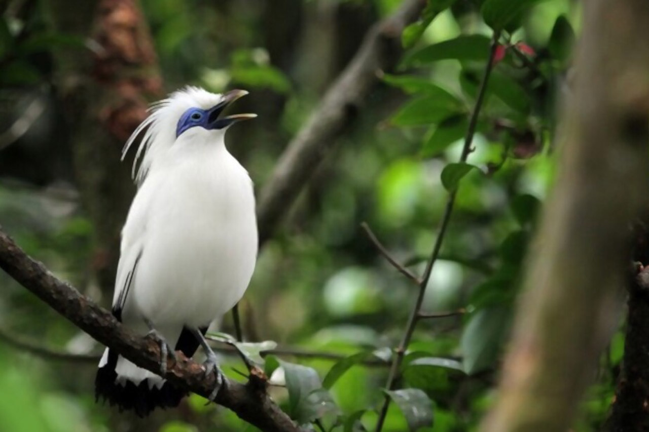 Jalak Bali, Burung Cantik Dari Pulau Dewata