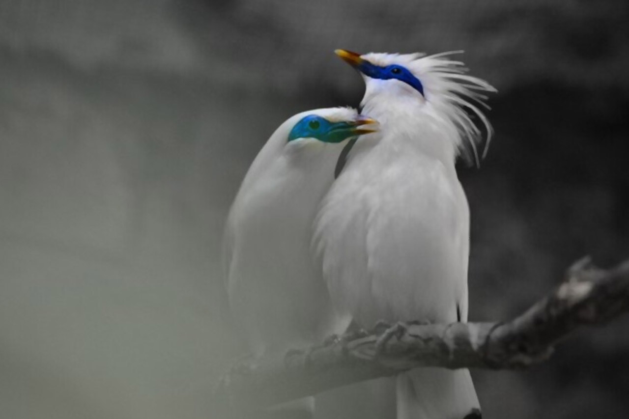 Jalak Bali, Burung Cantik Dari Pulau Dewata