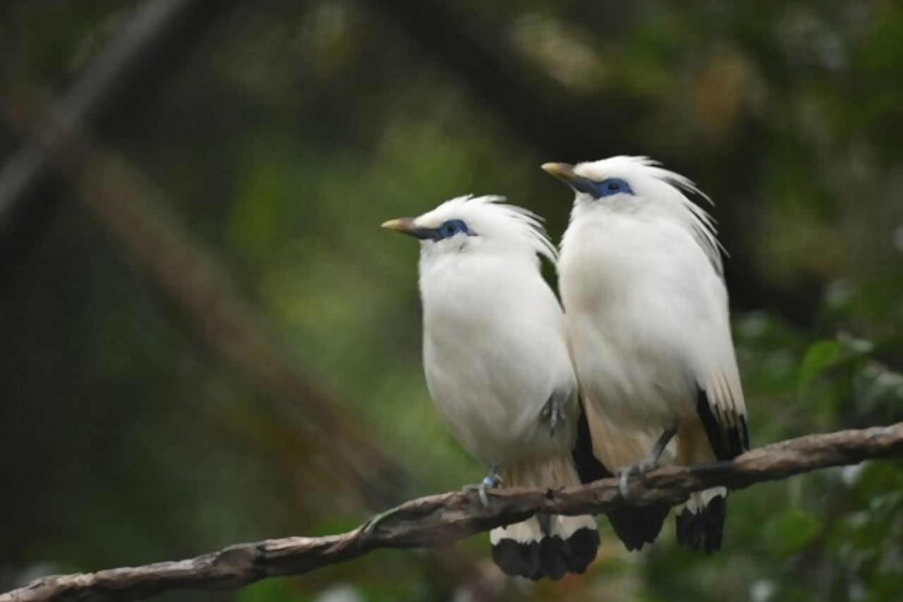 Jalak Bali, Burung Cantik Dari Pulau Dewata