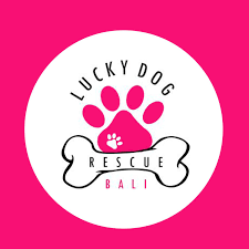 Lucky Dog Rescue Bali
